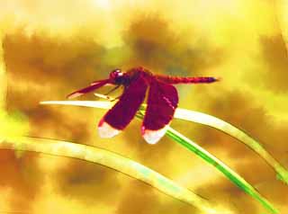 illust, , , , , ,  ,  , .,Naan    tortoise  dragonfly, dragonfly, , - , jewel  
