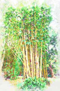 illust, materiale, libero panorama, ritratto dipinto, matita di colore disegna a pastello, disegnando,Bamb dorato, Bamb, Giallo, Bamb giapponese e comune, pianta d'appartamento