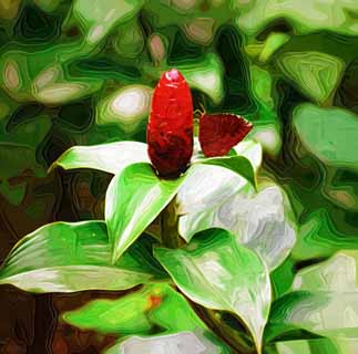 illustration,material,free,landscape,picture,painting,color pencil,crayon,drawing,A flower of the ginger, flower of the ginger, butterfly, tropical plant, Red