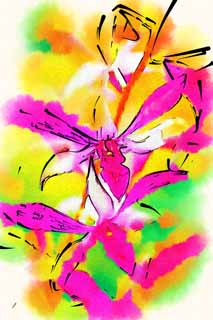 illust, materiale, libero panorama, ritratto dipinto, matita di colore disegna a pastello, disegnando,Un'orchidea colore rosa, Un'orchidea, , , Io sono lussuoso