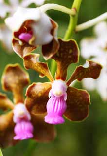 photo,material,free,landscape,picture,stock photo,Creative Commons,A brown orchid, An orchid, , , I am luxurious