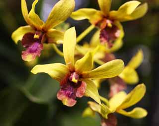 photo, la matire, libre, amnage, dcrivez, photo de la rserve,Une orchide jaune, Une orchide, , , Je suis luxueux