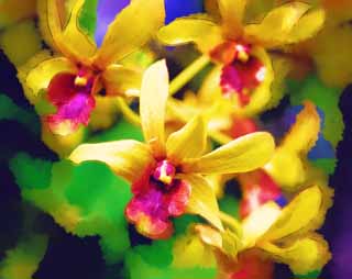 illust, matire, libre, paysage, image, le tableau, crayon de la couleur, colorie, en tirant,Une orchide jaune, Une orchide, , , Je suis luxueux