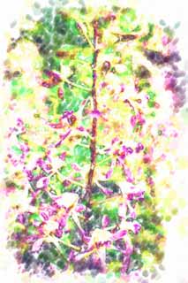illust, materiell, befreit, Landschaft, Bild, Gemlde, Farbbleistift, Wachsmalstift, Zeichnung,,Eine purpurrote Orchidee, Eine Orchidee, , , Ich bin luxuris