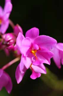 fotografia, materiale, libero il panorama, dipinga, fotografia di scorta,Un'orchidea colore rosa, Un'orchidea, , , Io sono lussuoso