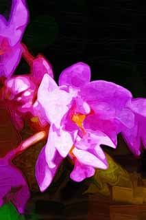 illust, materiale, libero panorama, ritratto dipinto, matita di colore disegna a pastello, disegnando,Un'orchidea colore rosa, Un'orchidea, , , Io sono lussuoso