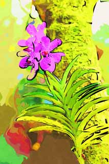illustration,material,free,landscape,picture,painting,color pencil,crayon,drawing,A pink orchid, An orchid, , , I am luxurious