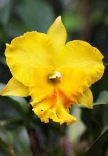 photo,material,free,landscape,picture,stock photo,Creative Commons,A yellow cattleya, An orchid, , , I am luxurious