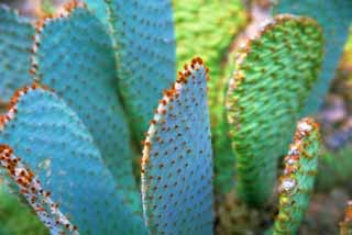 photo,material,free,landscape,picture,stock photo,Creative Commons,Prickly pear, cactus, , , 