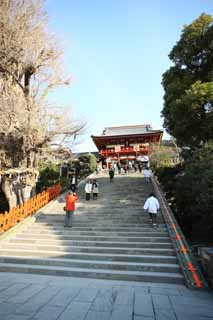 photo, la matire, libre, amnage, dcrivez, photo de la rserve,Hachiman-gu temple Hongu, , Un temple suprieur, temple principal, arbre sacr