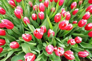 fotografia, material, livra, ajardine, imagine, proveja fotografia,Uma tulipa vermelho-e-branca, tulipa, ptala, Eu estou bonito, 