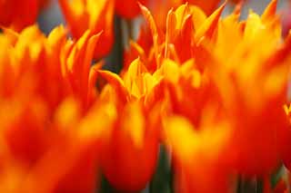 foto,tela,gratis,paisaje,fotografa,idea,Un tulipn, Tulipn, Ptalo, Soy bonito, Soy hermoso