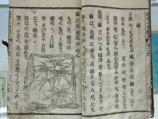 foto,tela,gratis,paisaje,fotografa,idea,Libro de texto del museo de pueblo de Meiji - mura, Estudie, Libro de texto, Marihuana, Herencia cultural