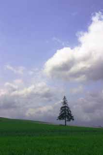 fotografia, material, livra, ajardine, imagine, proveja fotografia,rvore de Natal e as nuvens, Biei, rvore, nuvem, cu azul