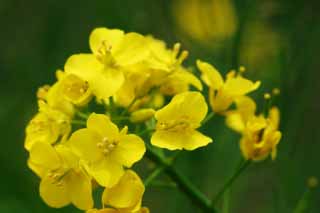photo,material,free,landscape,picture,stock photo,Creative Commons,Yellow of rape blossoms, yellow, blossom, , 