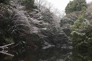 Foto, materieel, vrij, landschap, schilderstuk, bevoorraden foto,Meiji Shrine Imperial tuinieren, Shinto heiligdom, Waterplas, De Keizer, Natuur