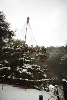 Foto, materiell, befreit, Landschaft, Bild, hat Foto auf Lager,Meiji Shrine Imperial Garten, Schintoistischer Schrein, Die Zweig-untersttzenden Schnee-Strnge der Kiefer, Der Kaiser, Schneefischen