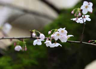fotografia, material, livra, ajardine, imagine, proveja fotografia,Kurashiki cereja rvore, rvore de cereja, , Musgo, Japons cultiva