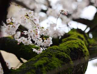 fotografia, materiale, libero il panorama, dipinga, fotografia di scorta,Kurashiki albero ciliegio, albero ciliegio, , Muschio, Cultura giapponese