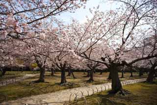 Foto, materiell, befreit, Landschaft, Bild, hat Foto auf Lager,Koraku-en Garden Kirschenbaum, Kirschenbaum, , , Japanisch grtnert
