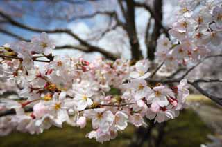 Foto, materieel, vrij, landschap, schilderstuk, bevoorraden foto,Koraku-en Tuinieren kers boom, Kers boom, , , Japanse tuin
