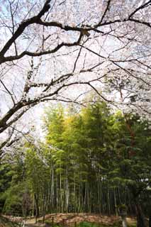 fotografia, material, livra, ajardine, imagine, proveja fotografia,Koraku-en Garden rvore de cereja e Takebayashi, Takebayashi, rvore de cereja, , 