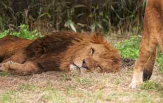 photo,material,free,landscape,picture,stock photo,Creative Commons,Napping lion, lion, Lion, , 
