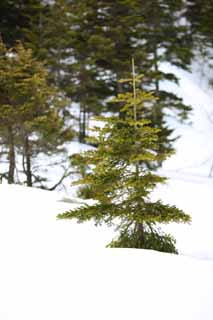 Foto, materiell, befreit, Landschaft, Bild, hat Foto auf Lager,Kusatsu Mt. Shirane schneebedecktes Feld, Baum, blauer Himmel, hoher Berg, Form eines Baumes