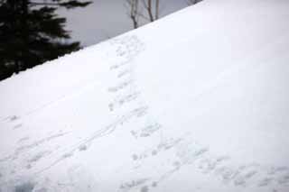 fotografia, materiale, libero il panorama, dipinga, fotografia di scorta,Kusatsu Mt. Shirane campo nevoso, Un animale, cielo blu, montagna alta, impronta