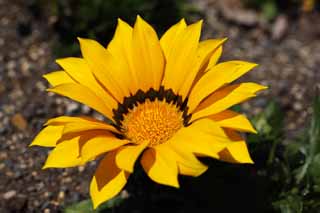 photo,material,free,landscape,picture,stock photo,Creative Commons,Gazania, Gardening, Yellow, chrysanthemum, Gardening