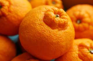 fotografia, material, livra, ajardine, imagine, proveja fotografia,Grande Dekopon laranja, mandarina, Uma laranja, , 
